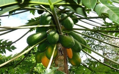 Un grand défi à relever : planter des arbres… pour nourrir les gens et construire leurs maisons. (Foyer Tanjomoha – Madagascar)