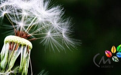 Laudato Si’ a la Lumiere de la Pandemie du Covid-19