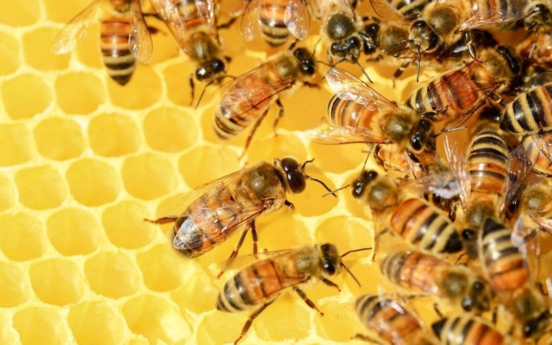 Le projet ” Mediterranea ” sur la propriété de la Curie généralice. Objectif 2020 : ensemble pour la promotion de l’apiculture urbaine