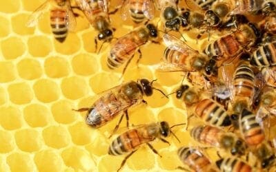 Le projet ” Mediterranea ” sur la propriété de la Curie généralice. Objectif 2020 : ensemble pour la promotion de l’apiculture urbaine