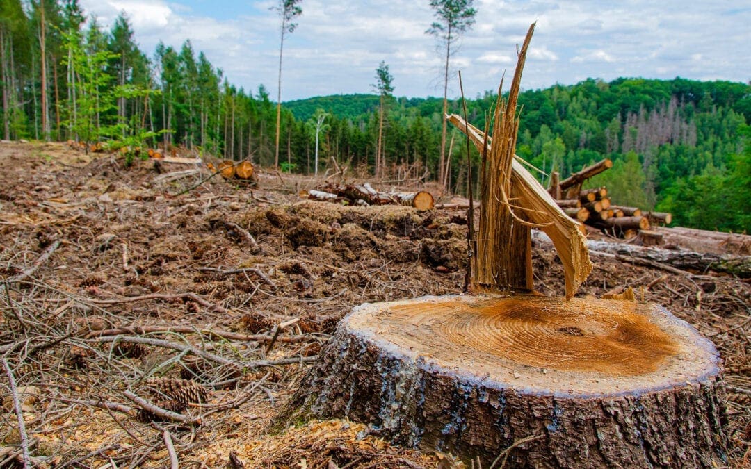 Debout avec les arbres: Une réponse de foi à la déforestation tropicale