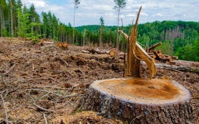 Debout avec les arbres: Une réponse de foi à la déforestation tropicale